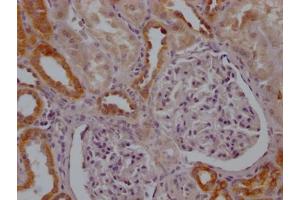IHC image of ABIN7127622 diluted at 1:100 and staining in paraffin-embedded human kidney tissue performed on a Leica BondTM system. (Recombinant MFN2 antibody)