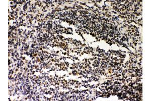 Anti- SIRT7 Picoband antibody, IHC(P) IHC(P): Rat Spleen Tissue (SIRT7 antibody  (AA 8-350))