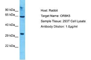 Host: Rabbit Target Name: OR8K5 Sample Type: 293T Whole Cell lysates Antibody Dilution: 1.