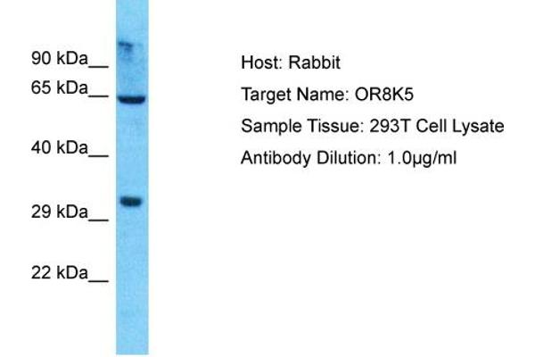 OR8K5 anticorps  (C-Term)