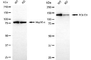 Western blotting analysis using POLD1 antibody (ABIN7799876). (Recombinant POLD1 antibody)