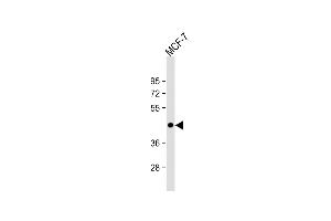 Anti-ADIPOR1 Antibody (C-term) at 1:1000 dilution + MCF-7 whole cell lysate Lysates/proteins at 20 μg per lane.