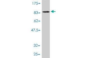 Western Blot detection against Immunogen (87. (Phosphoglucomutase 1 antibody  (AA 1-562))