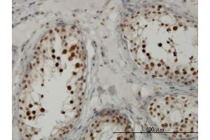 Immunoperoxidase of monoclonal antibody to TCF19 on formalin-fixed paraffin-embedded human testis. (TCF19 antibody  (AA 17-102))