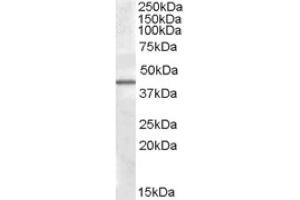 Image no. 1 for anti-Calcium/calmodulin-Dependent Protein Kinase ID (CAMK1D) (C-Term), (Isoform 1) antibody (ABIN375105) (CAMK1D antibody  (C-Term, Isoform 1))