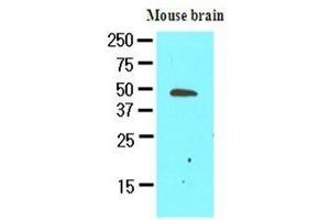 The extracts of mouse brain (50 ug) were resolved by SDS-PAGE, transferred to nitrocellulose membrane and probed with anti-human GAS7 (1:500).
