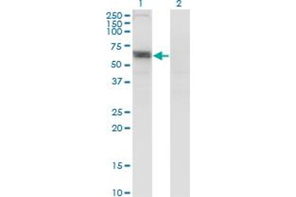 SLC6A16 antibody  (AA 406-492)