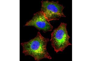 Immunofluorescent analysis of 4 % paraformaldehyde-fixed, 0. (Fetuin A antibody  (C-Term))