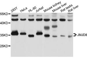 Western blot analysis of extracts of various cell lines, using JMJD8 antibody (ABIN4904111) at 1:1000 dilution. (JMJD8 antibody)