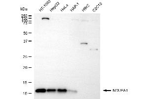 anti-NADH Dehydrogenase (Ubiquinone) 1 alpha Subcomplex, 1, 7.5kDa (NDUFA1) antibody