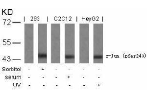 Image no. 1 for anti-Jun Proto-Oncogene (JUN) (pSer243) antibody (ABIN196654)