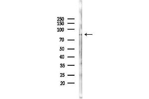 anti-Solute Carrier Family 9 (Sodium/hydrogen Exchanger), Member 8 (SLC9A8) (C-Term) antibody