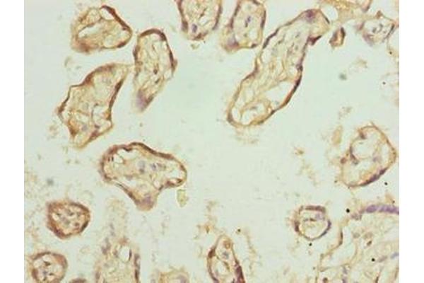 EXOSC1 antibody  (AA 9-195)