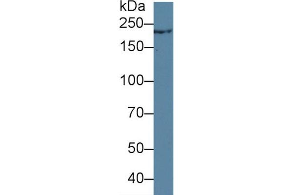 Trichohyalin antibody  (AA 1851-1943)