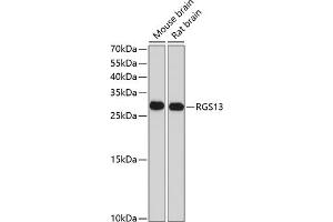 Western blot analysis of extracts of various cell lines, using RGS13 antibody (ABIN6131953, ABIN6146915, ABIN6146916 and ABIN6214144) at 1:1000 dilution. (RGS13 antibody  (AA 1-159))