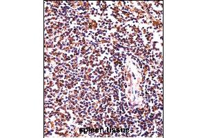 HCLS1 Antibody (C-term) ((ABIN657959 and ABIN2846904))immunohistochemistry analysis in formalin fixed and paraffin embedded human spleen tissue followed by peroxidase conjugation of the secondary antibody and DAB staining.