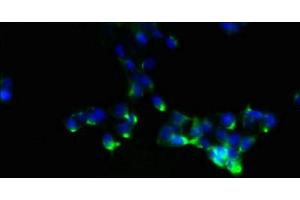 Immunofluorescent analysis of 293 cells using ABIN7161118 at dilution of 1:100 and Alexa Fluor 488-congugated AffiniPure Goat Anti-Rabbit IgG(H+L) (NDFIP1 antibody  (AA 2-116))
