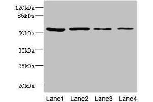 Western blot All lanes: EDIL3 antibody at 3. (EDIL3 antibody  (AA 60-300))