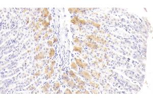 Detection of FGF21 in Mouse Stomach Tissue using Polyclonal Antibody to Fibroblast Growth Factor 21 (FGF21) (FGF21 antibody  (AA 29-209))