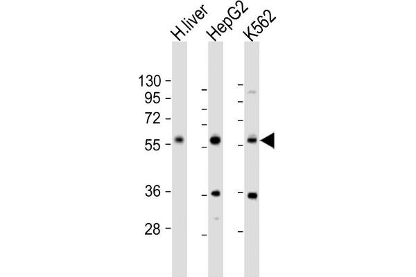 NAGS Antikörper  (AA 275-309)