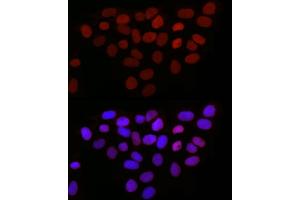 Immunofluorescence (IF) image for anti-Thymopoietin (TMPO) (AA 1-410) antibody (ABIN3016207)