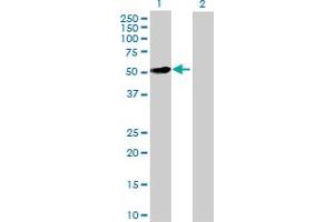 Western Blot analysis of MMP10 expression in transfected 293T cell line by MMP10 MaxPab polyclonal antibody. (MMP10 antibody  (AA 1-476))