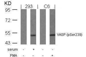 Western blot analysis of extracts from serum-treated 293 and PMA-treated C6 cells using VASP(Phospho-Ser239) Antibody. (VASP antibody  (pSer238))