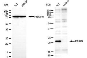 Western blotting analysis using PARK7 antibody (ABIN7799738). (PARK7/DJ1 antibody)