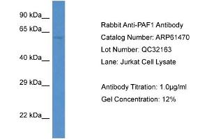 Western Blotting (WB) image for anti-Paf1, RNA Polymerase II Associated Factor, Homolog (PAF1) (C-Term) antibody (ABIN786427) (PAF1/PD2 antibody  (C-Term))