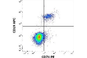 Flow cytometry multicolor surface staining of human lymphocytes stained using anti-human CD19 (4G7) APC antibody (10 μL reagent / 100 μL of peripheral whole blood) and anti-human CD74 (LN2) PE antibody (20 μL reagent / 100 μL of peripheral whole blood). (CD74 antibody  (PE))