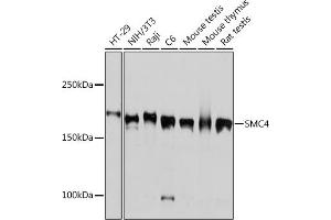 Western blot analysis of extracts of various cell lines, using SMC4 Rabbit mAb (ABIN7270618) at 1:1000 dilution. (SMC4 antibody)
