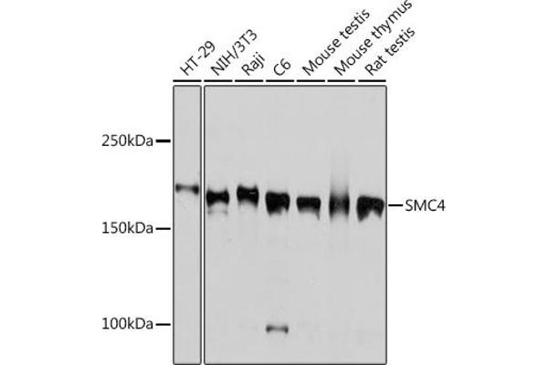 SMC4 antibody