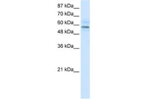 Western Blotting (WB) image for anti-Transmembrane Protein 175 (TMEM175) antibody (ABIN2460925) (TMEM175 antibody)