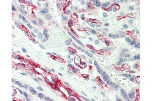 Anti-CASP2 / Caspase 2 antibody IHC of human placenta.