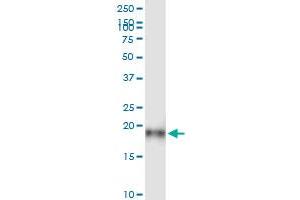 Immunoprecipitation of IFITM3 transfected lysate using anti-IFITM3 MaxPab rabbit polyclonal antibody and Protein A Magnetic Bead , and immunoblotted with IFITM3 purified MaxPab mouse polyclonal antibody (B01P) . (IFITM3 antibody  (AA 1-133))