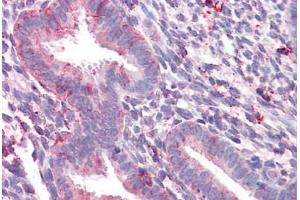 Anti-STEAP2 antibody  ABIN960822 IHC staining of human uterus. (STEAP2 antibody  (C-Term))