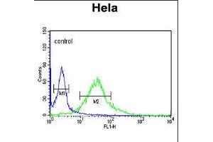 Flow cytometric analysis of Hela cells (right histogram) compared to a negative control cell (left histogram).
