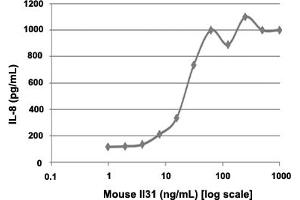 Human PBMCs were cultured with 0 to 1000 ng/mL mouse Il31.