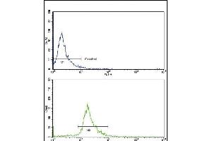 Flow cytometric analysis of NCI- cells using C Antibody (Center )(bottom histogram) compared to a negative control cell (top histogram). (Endoglin antibody  (AA 380-409))