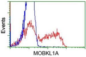 HEK293T cells transfected with either RC206337 overexpress plasmid (Red) or empty vector control plasmid (Blue) were immunostained by anti-MOBKL1A antibody (ABIN2453310), and then analyzed by flow cytometry. (MOBKL1A antibody)