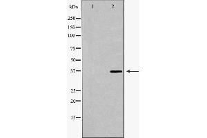 Western blot analysis of extracts of 193T , using PARD6A antibody. (PARD6A antibody  (N-Term))