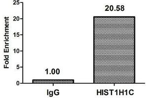 Chromatin Immunoprecipitation Hela (10 6 , treated with 30 mM sodium butyrate for 4h) were treated with Micrococcal Nuclease, sonicated, and immunoprecipitated with 5 μg anti-HIST1H1C (ABIN7139194) or a control normal rabbit IgG. (HIST1H1C antibody  (acLys74))