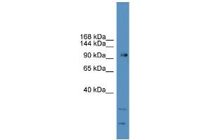 WB Suggested Anti-GRM7 Antibody Titration: 0. (GRM7 antibody  (C-Term))