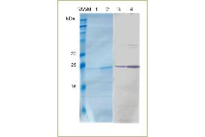 SDS-PAGE analysis of recombinant HGH.