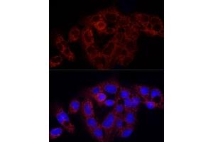 Immunofluorescence (IF) image for anti-Ribosomal Protein S18 (RPS18) (AA 1-152) antibody (ABIN6147205)