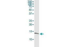 ISCA1 monoclonal antibody (M02), clone 1A11. (ISCA1 antibody  (AA 1-129))