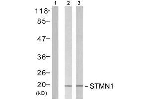 Western blot analysis of extracts from Jurkat cells untreated or treated with PMA (1ng/ml, 5min) or H 2 O 2 , using Stathmin 1 (Ab-15) antibody (E021227). (Stathmin 1 antibody)