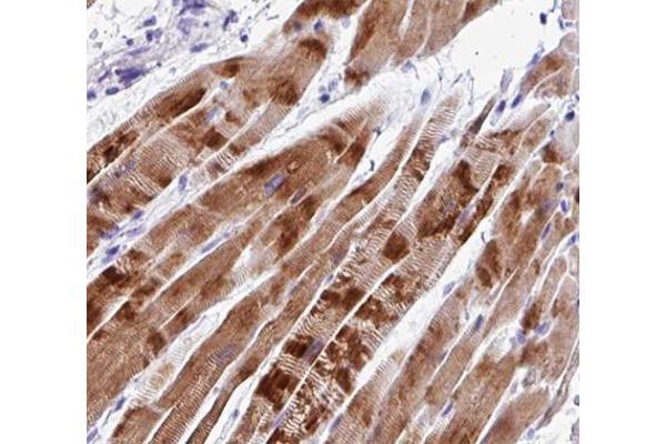 C2orf40 antibody  (C-Term)