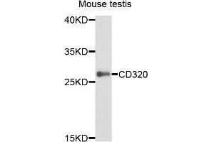 Western blot analysis of extracts of mouse testis, using CD320 antibody (ABIN5995829) at 1/1000 dilution. (CD320 antibody)