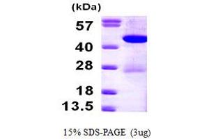 SDS-PAGE (SDS) image for 4-Hydroxyphenylpyruvate Dioxygenase (HPD) (AA 1-393) protein (His tag) (ABIN667829)